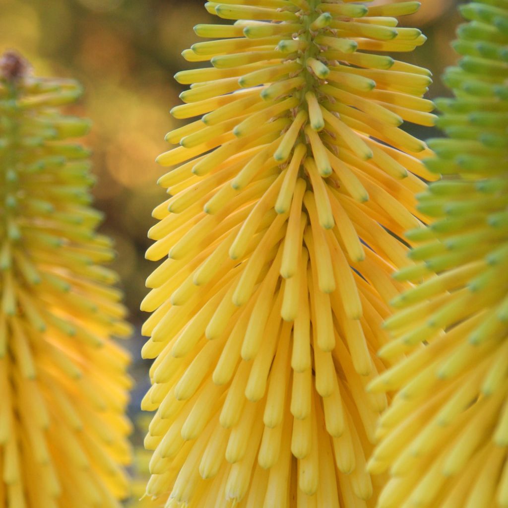 Kniphofia Minister Verschuur - Tritoma jaune soufre