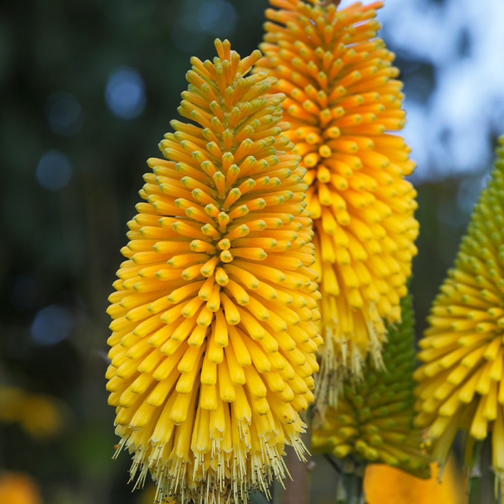 Kniphofia Percy's Pride - Giglio della torcia