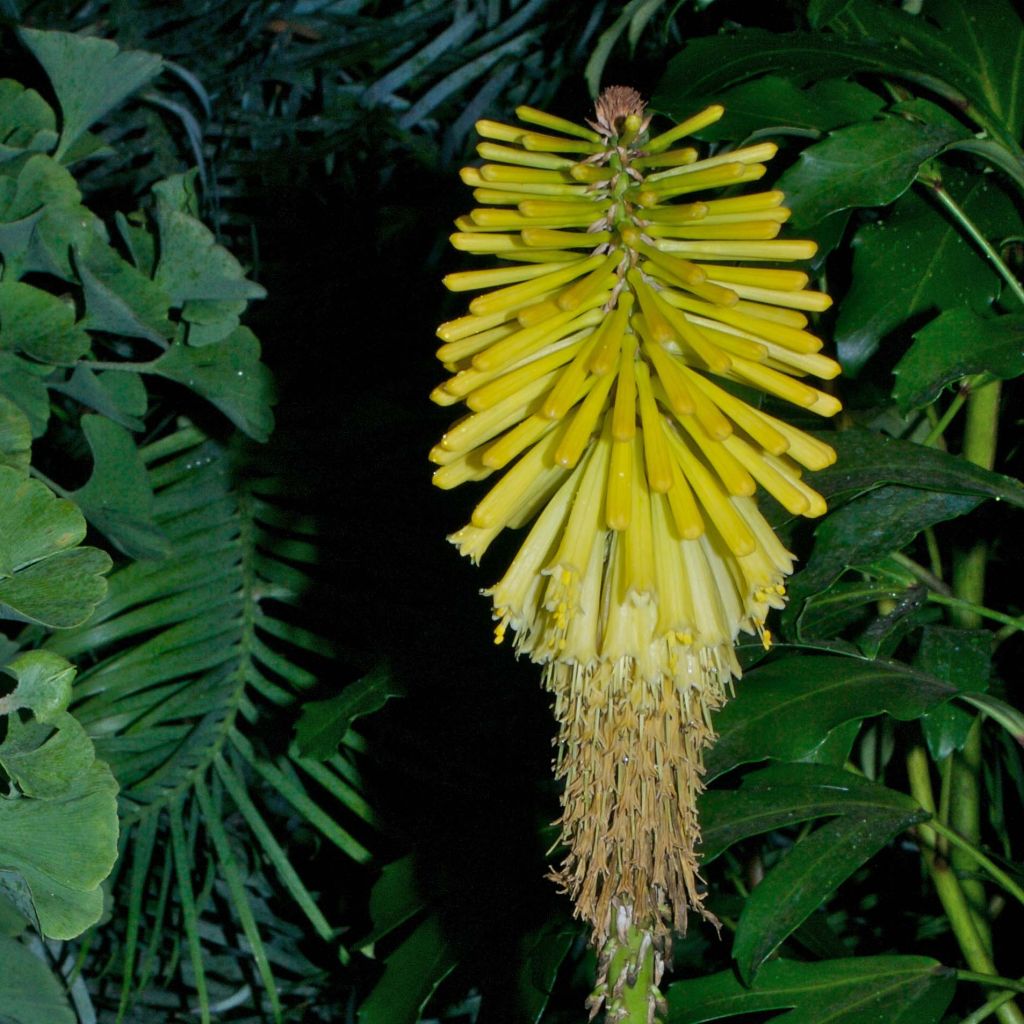 Kniphofia Percy s Pride