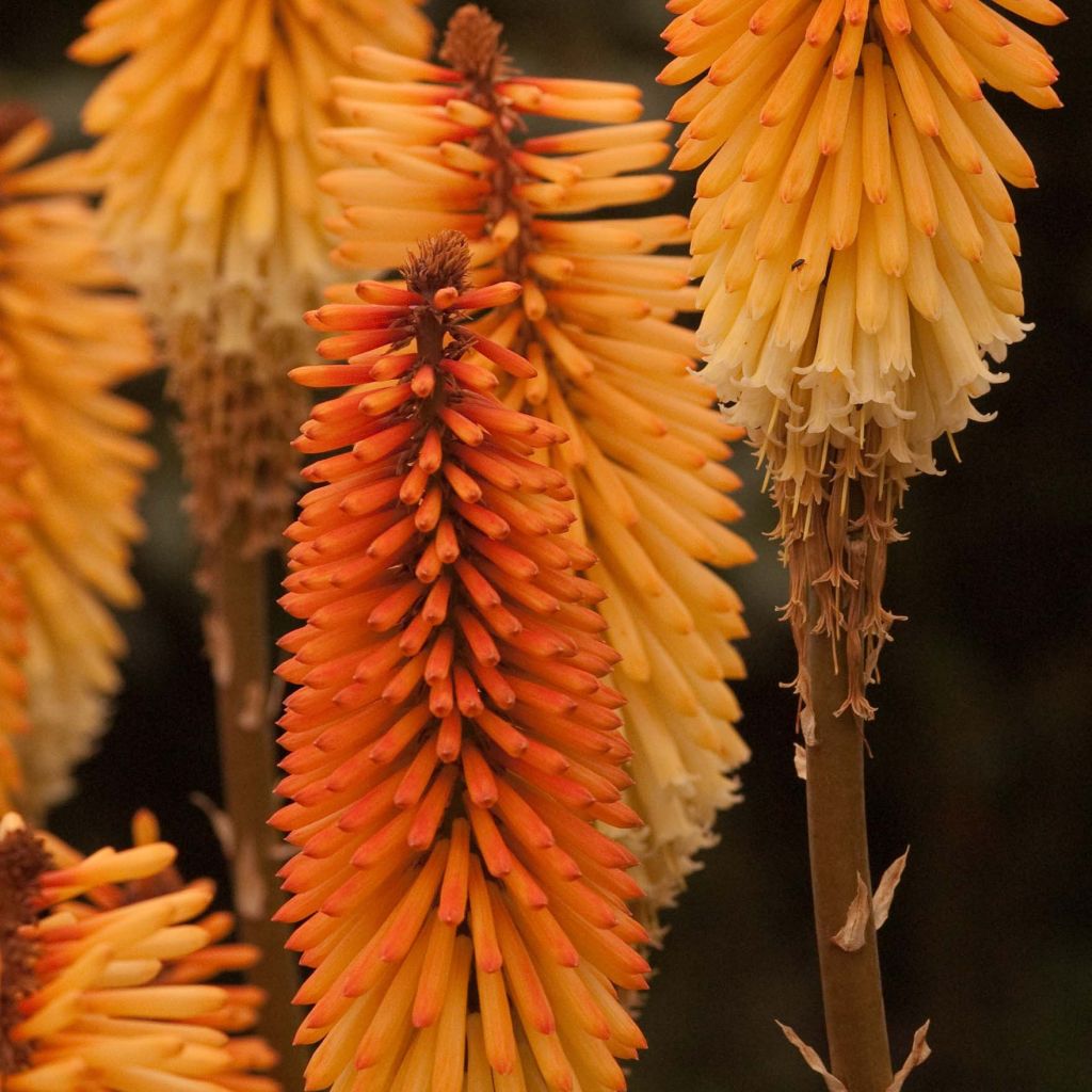 Kniphofia Tawny King - Tritoma 