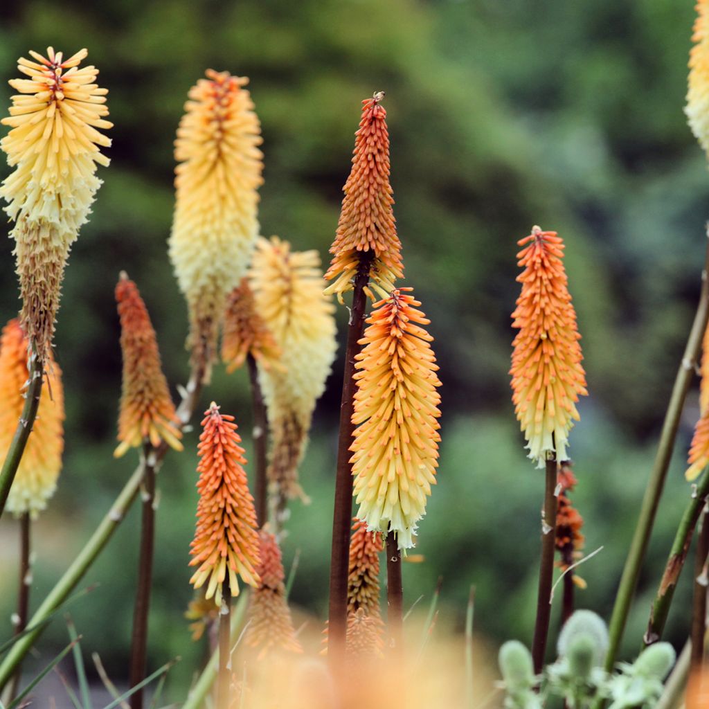 Kniphofia Tawny King - Giglio della torcia