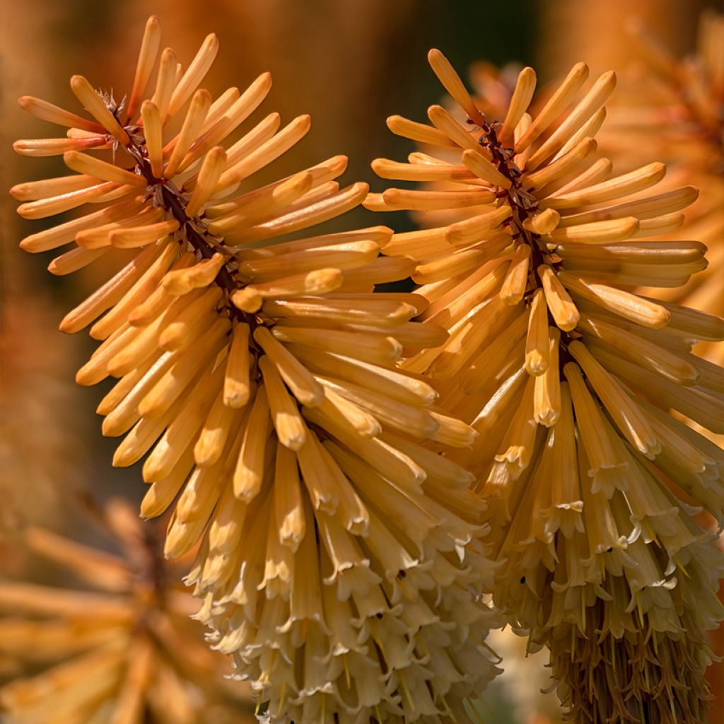 Kniphofia Tawny King - Giglio della torcia