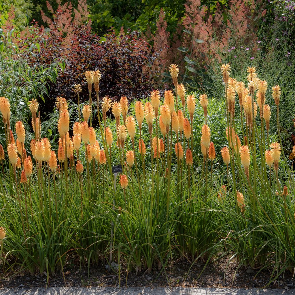 Kniphofia Tawny King - Giglio della torcia