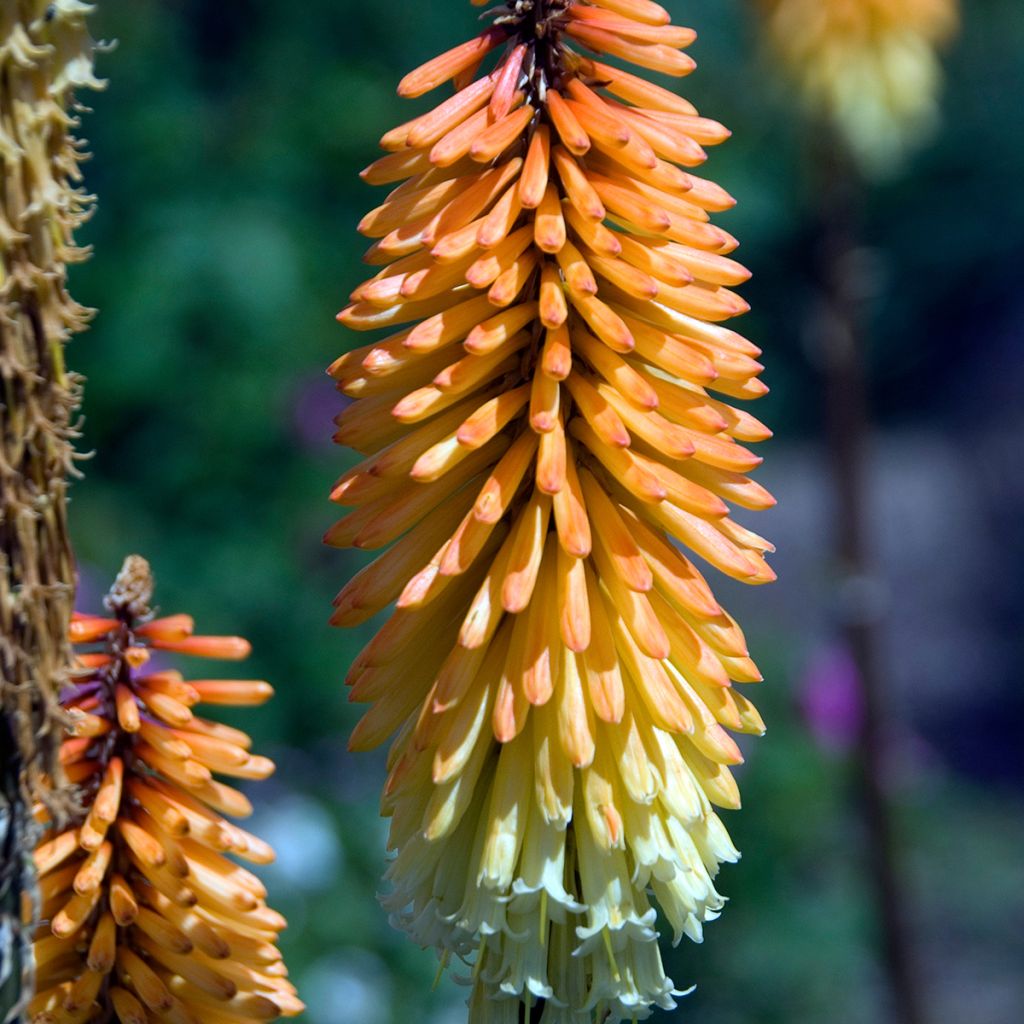 Kniphofia Tawny King - Giglio della torcia