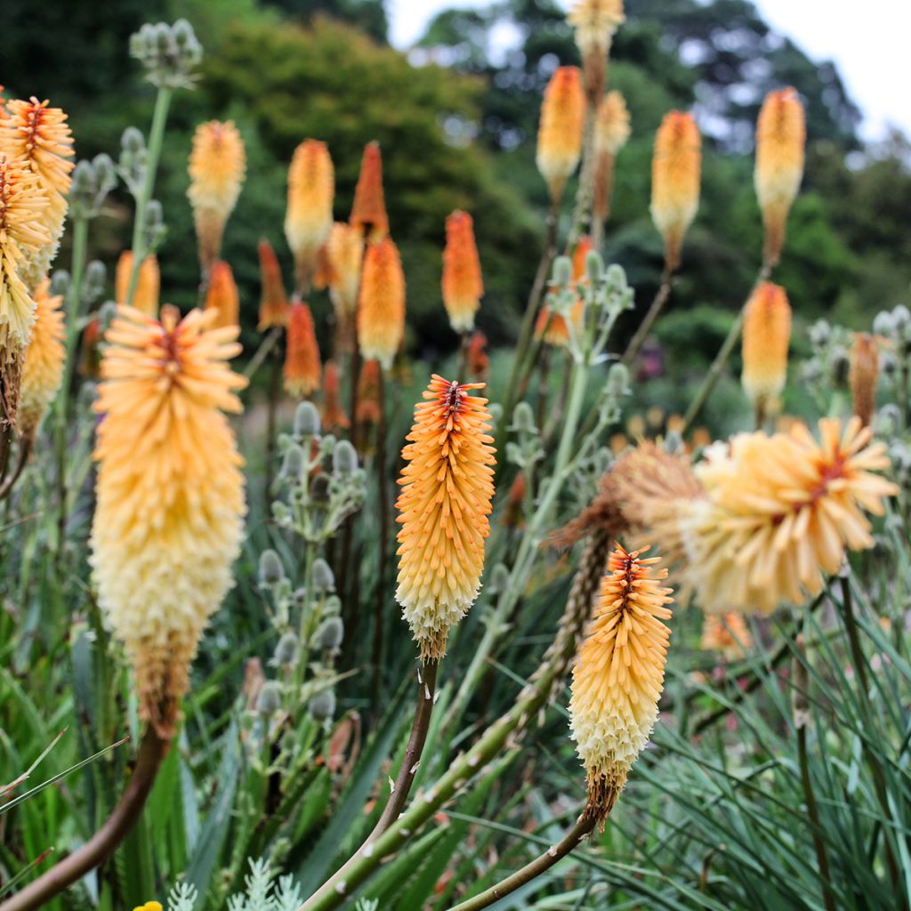 Kniphofia Tawny King - Giglio della torcia