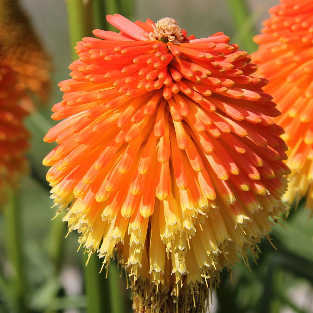 Kniphofia Traffic Lights - Giglio della torcia