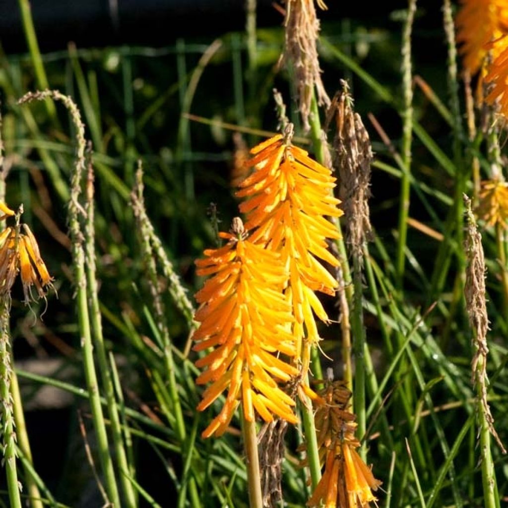 Kniphofia Mango Popsicle - Giglio della torcia