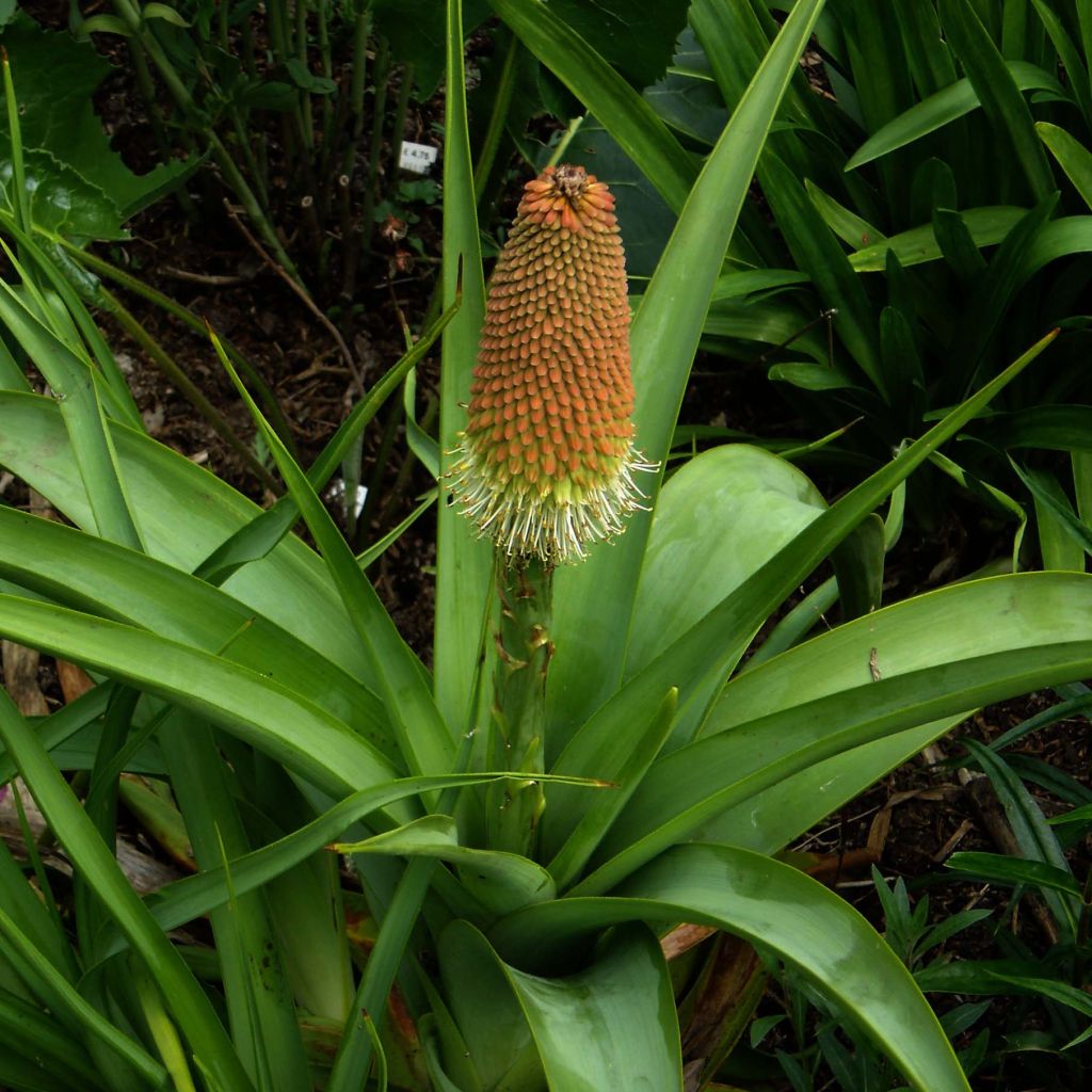 Kniphofia northiae - Giglio della torcia