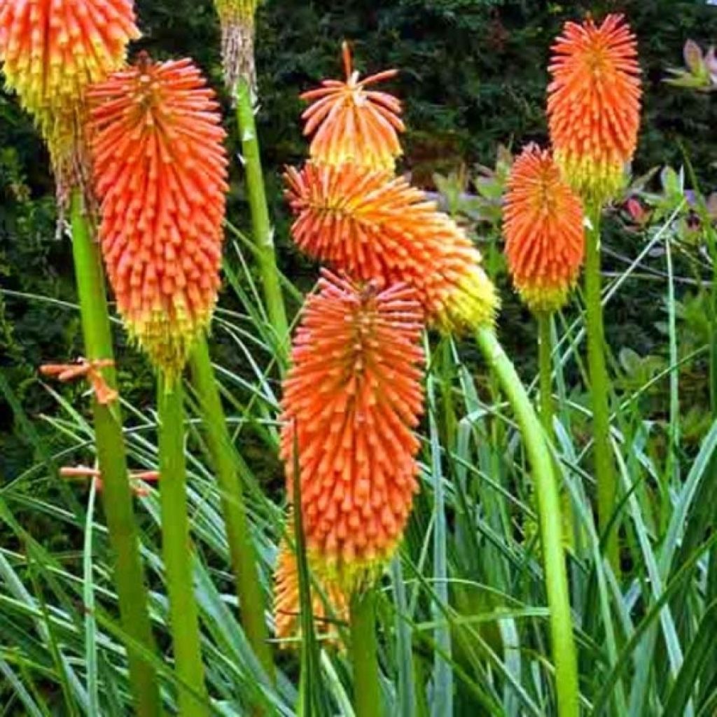 Kniphofia rooperi, Tison du diable