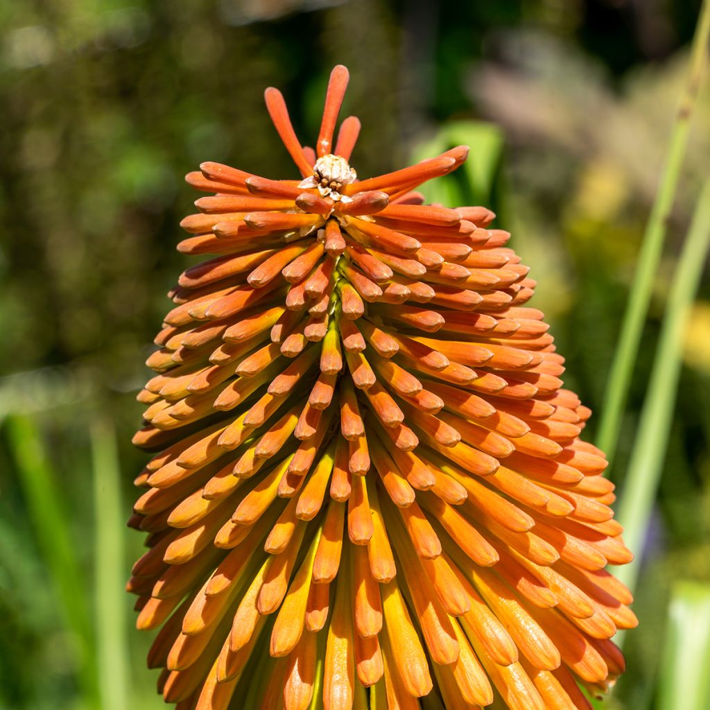 Kniphofia rooperi - Giglio della torcia