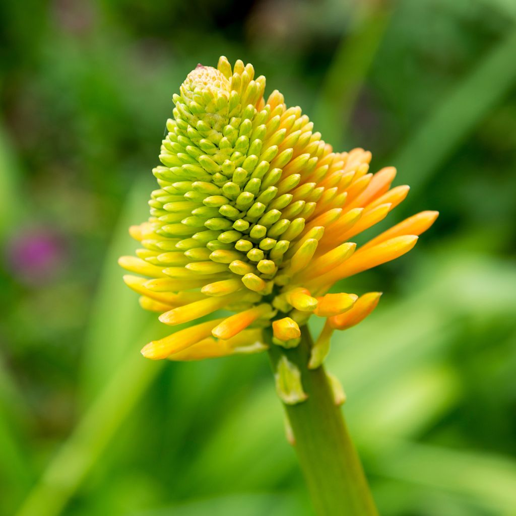 Kniphofia rooperi - Giglio della torcia