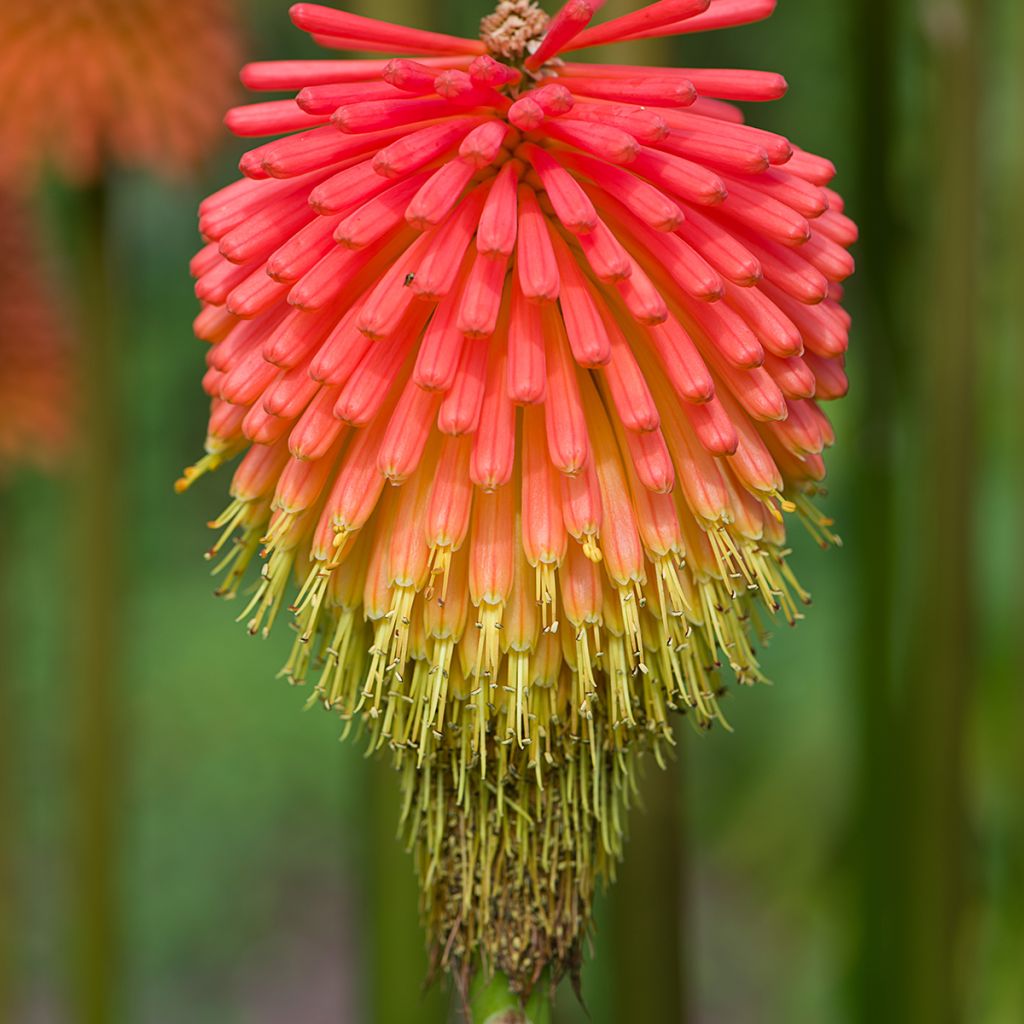 Kniphofia rooperi - Giglio della torcia