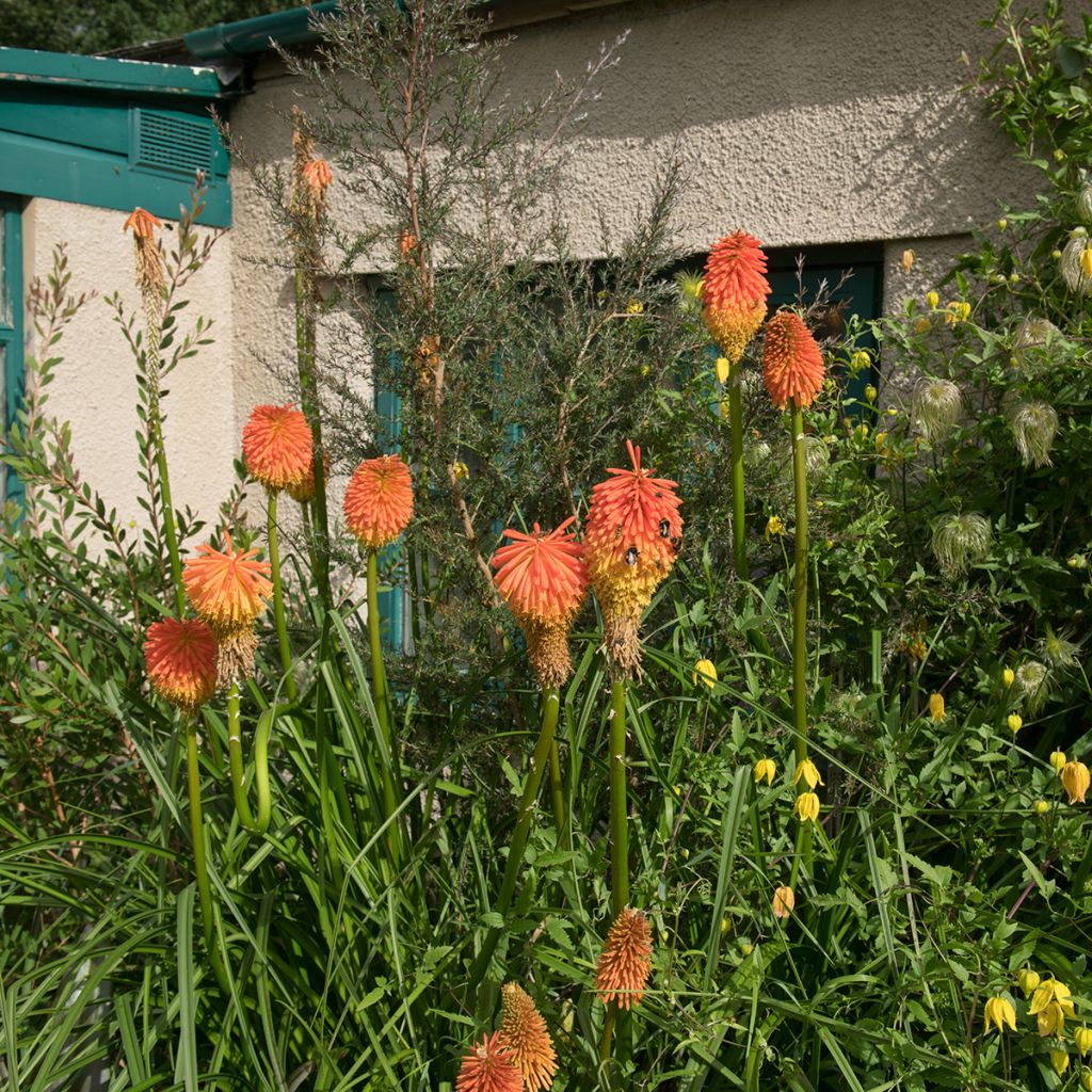 Kniphofia rooperi - Giglio della torcia