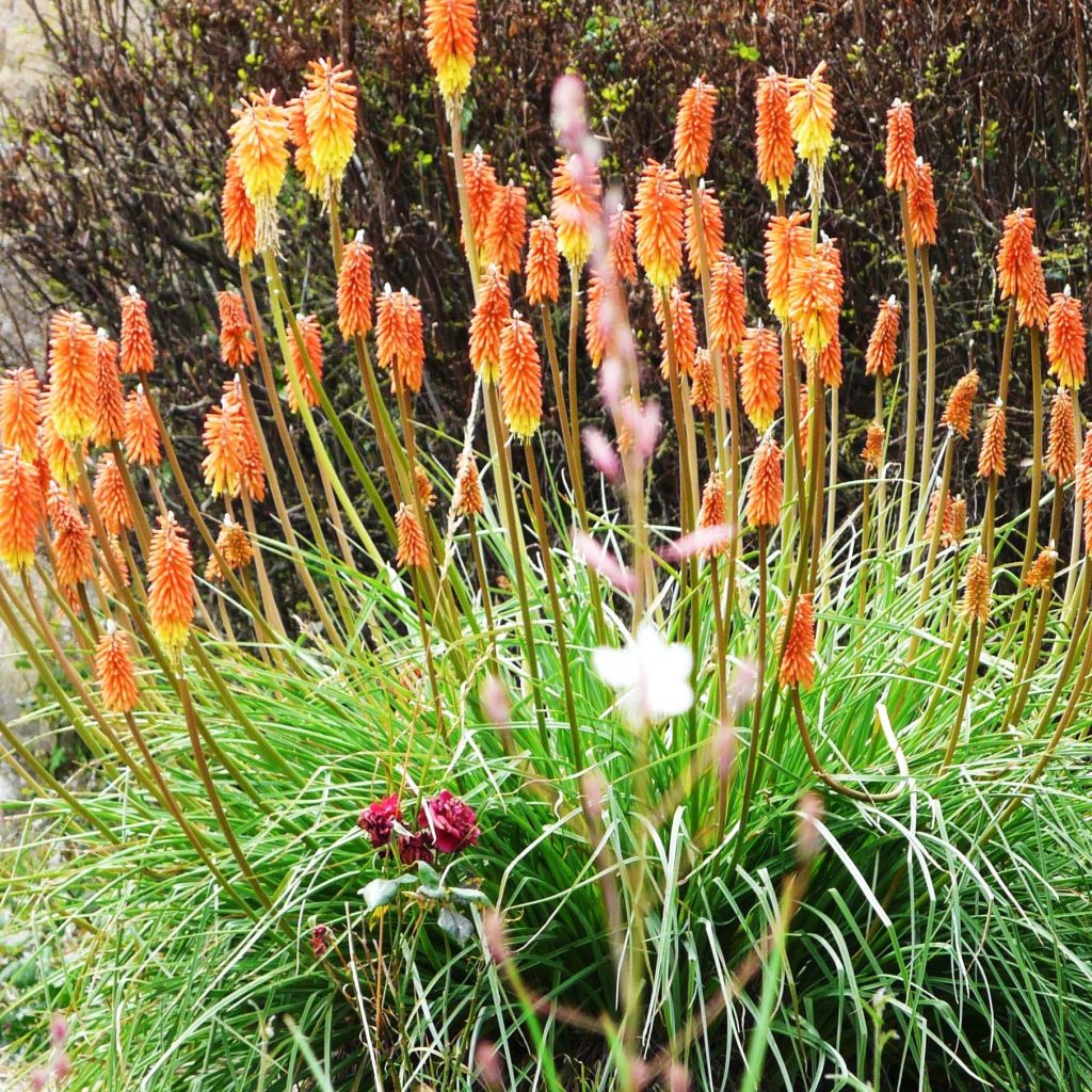 Kniphofia uvaria