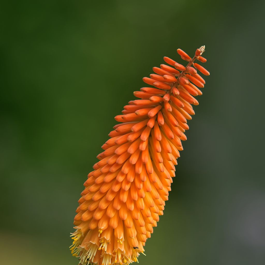 Kniphofia uvaria - Giglio della torcia