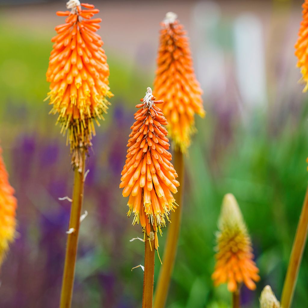 Kniphofia uvaria - Giglio della torcia