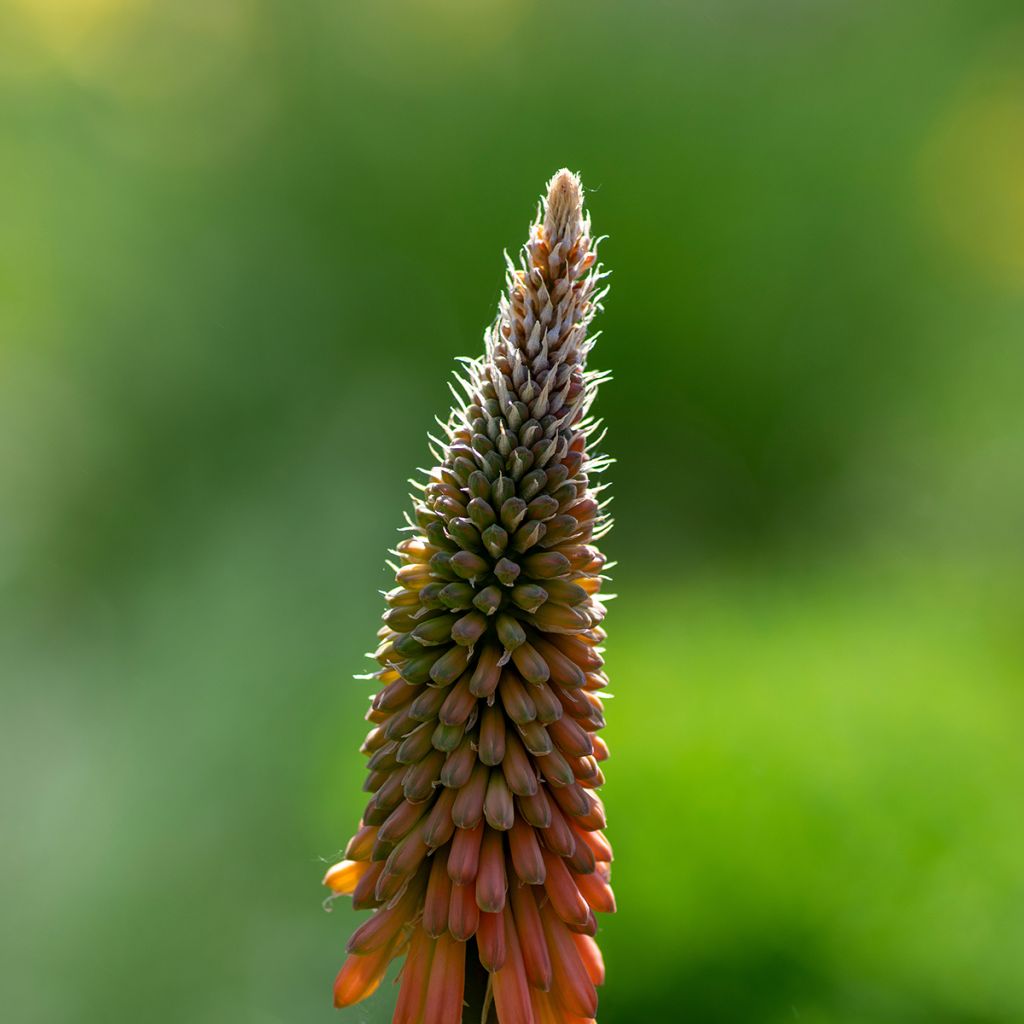 Kniphofia uvaria - Giglio della torcia