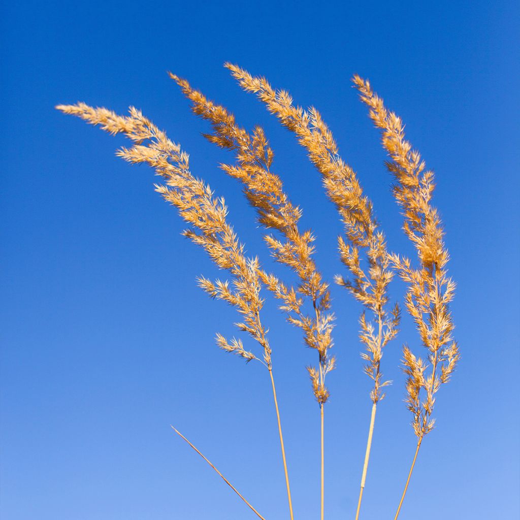 Koeleria glauca - Paléo bianco