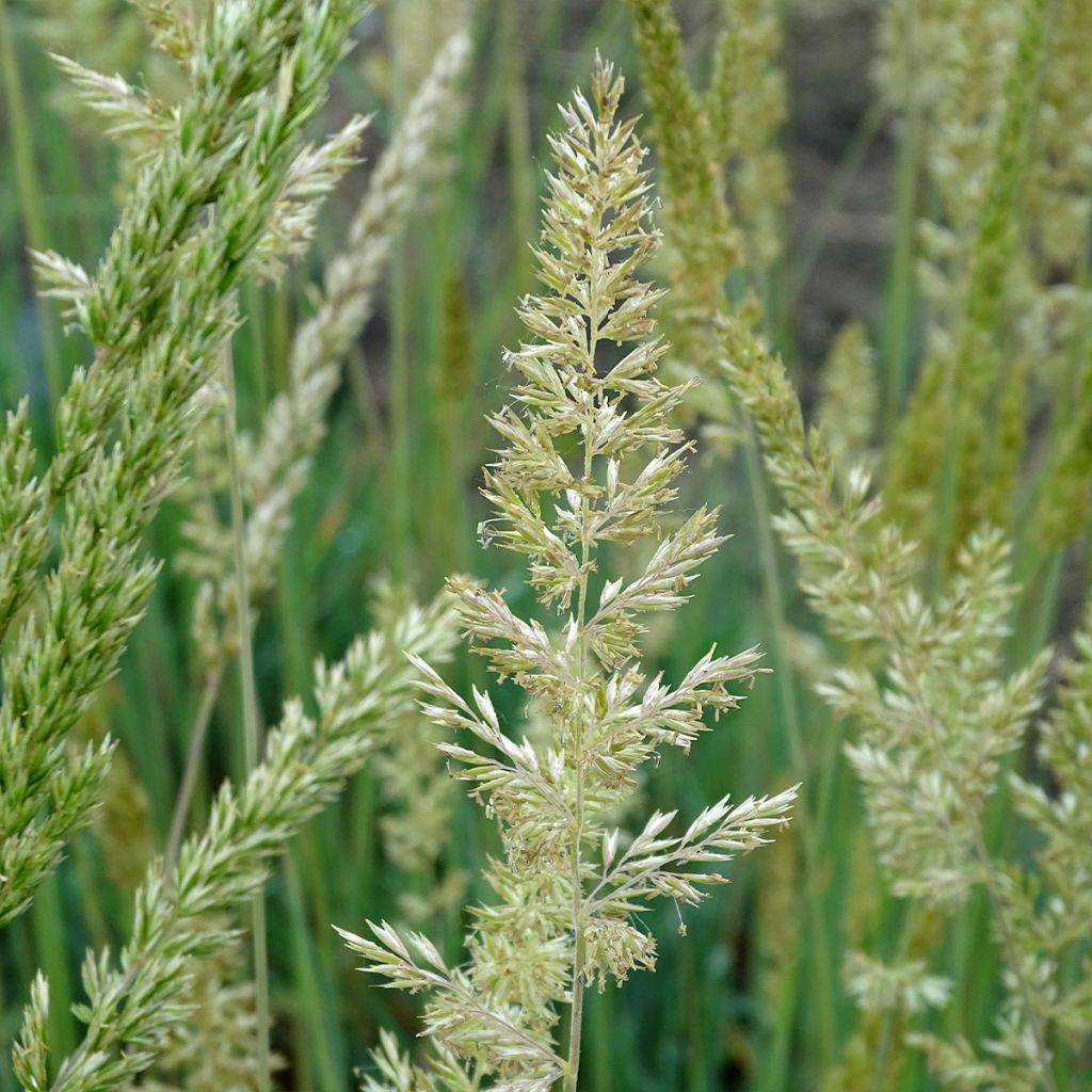 Koeleria glauca - Paléo bianco