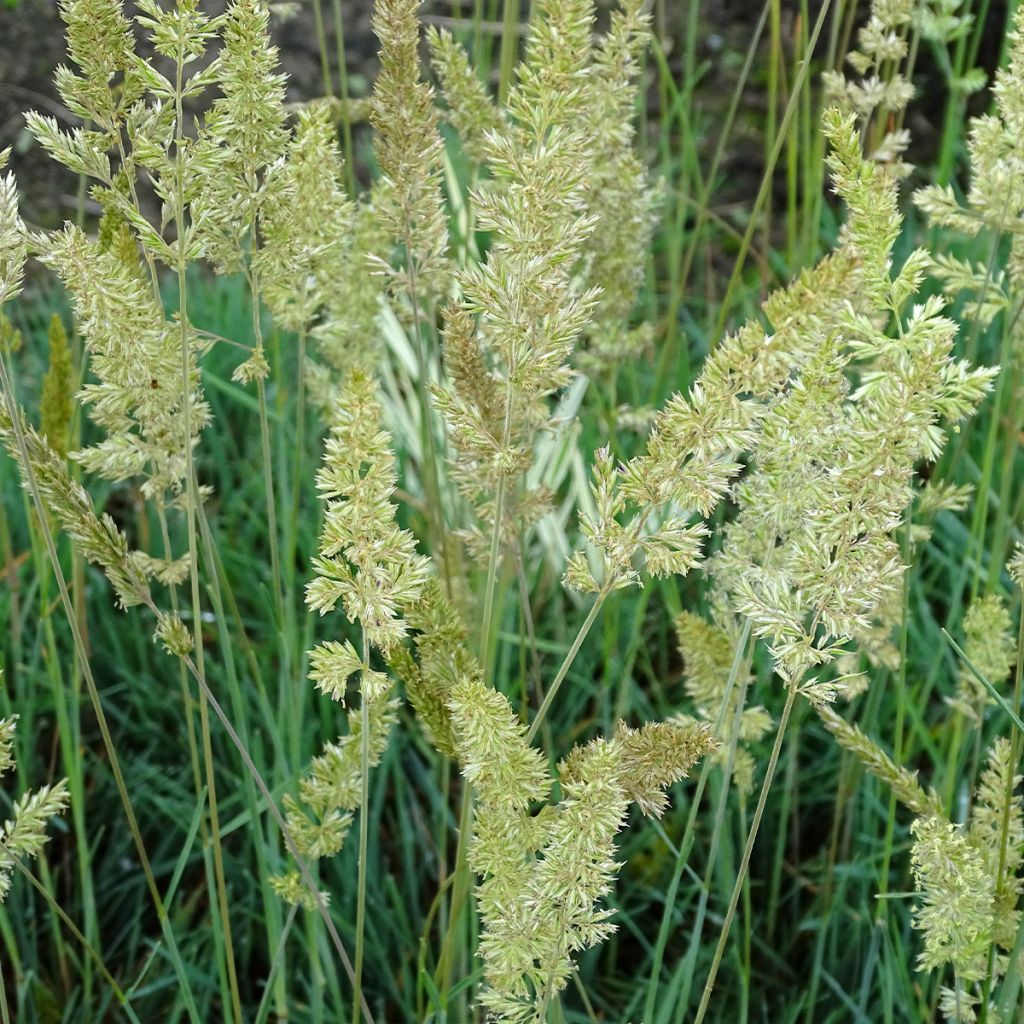 Koeleria glauca - Paléo bianco