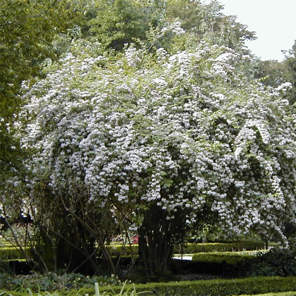 Kolkwitzia amabilis - Buisson de beauté