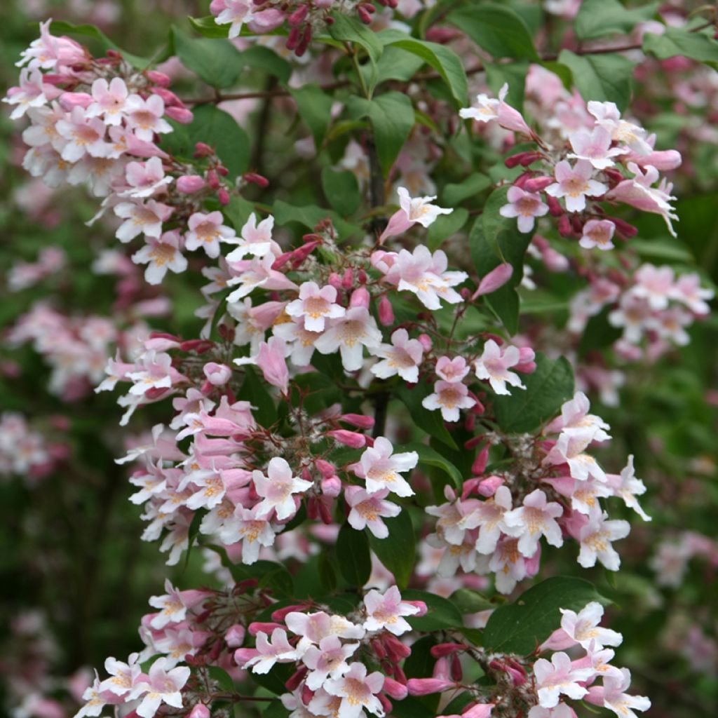 Kolkwitzia amabilis Pink Cloud