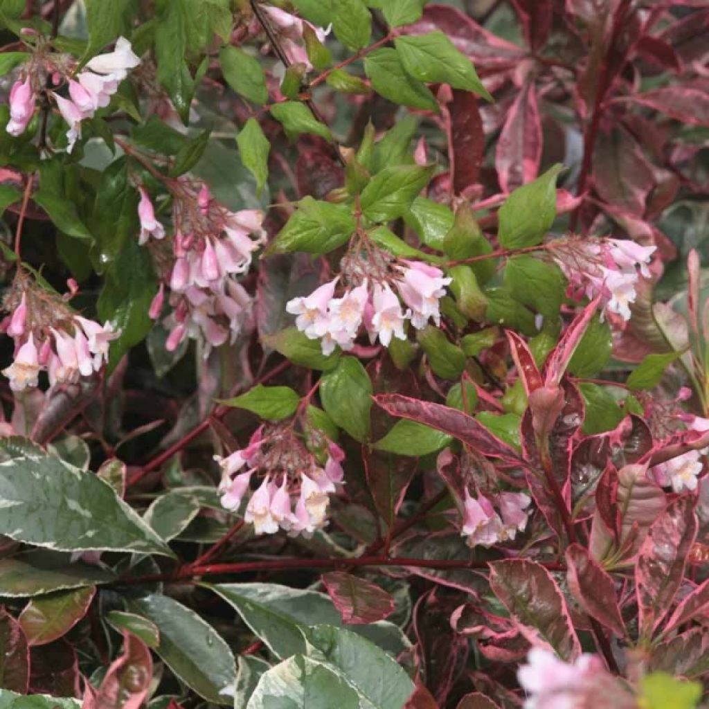 Kolkwitzia amabilis Pink Cloud