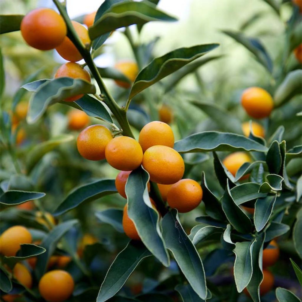 Kumquat Nagami - Fortunella margarita