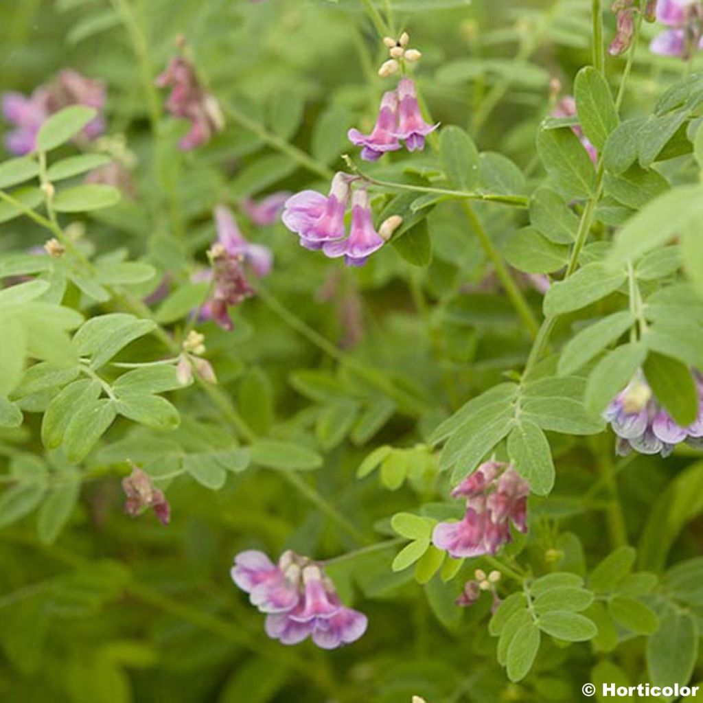 Lathyrus niger, Pois vivace