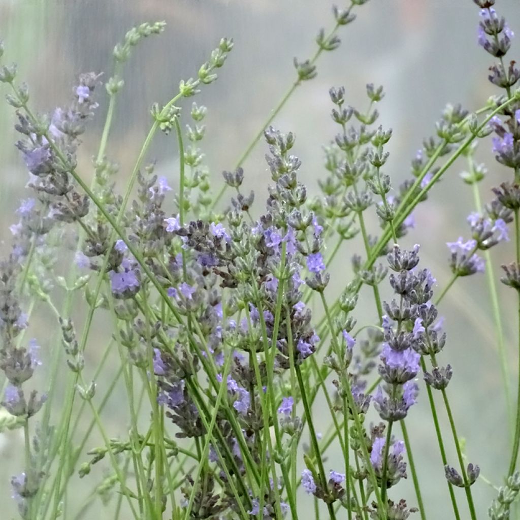 Lavandin - Lavandula intermedia Grappenhall