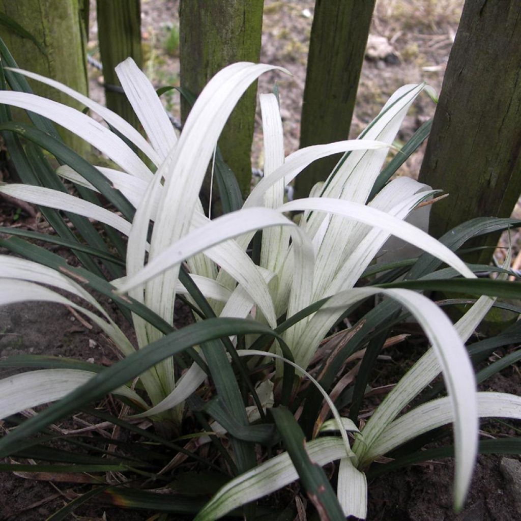 Liriope muscari Okina