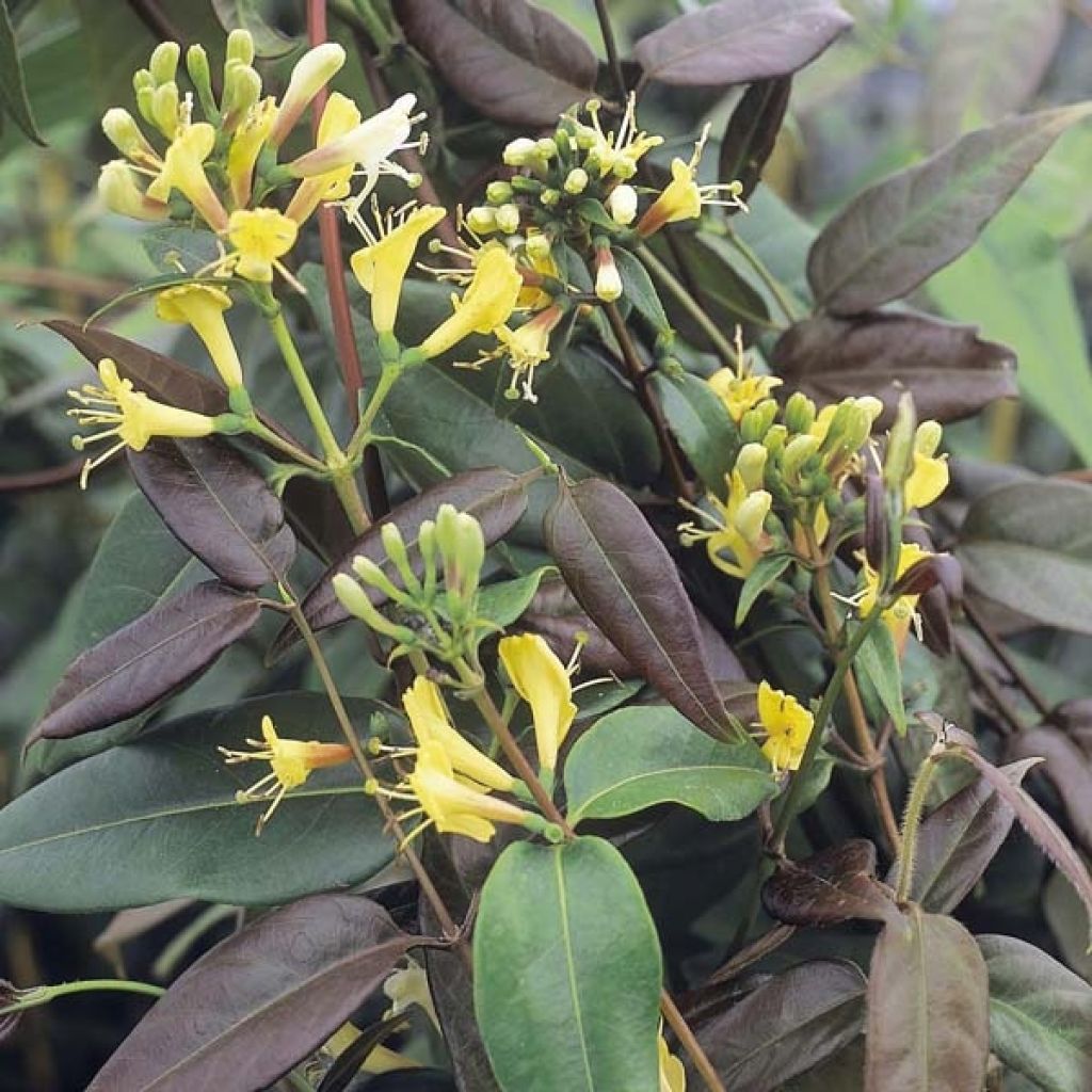 Lonicera henryi Copper Beauty - Caprifoglio