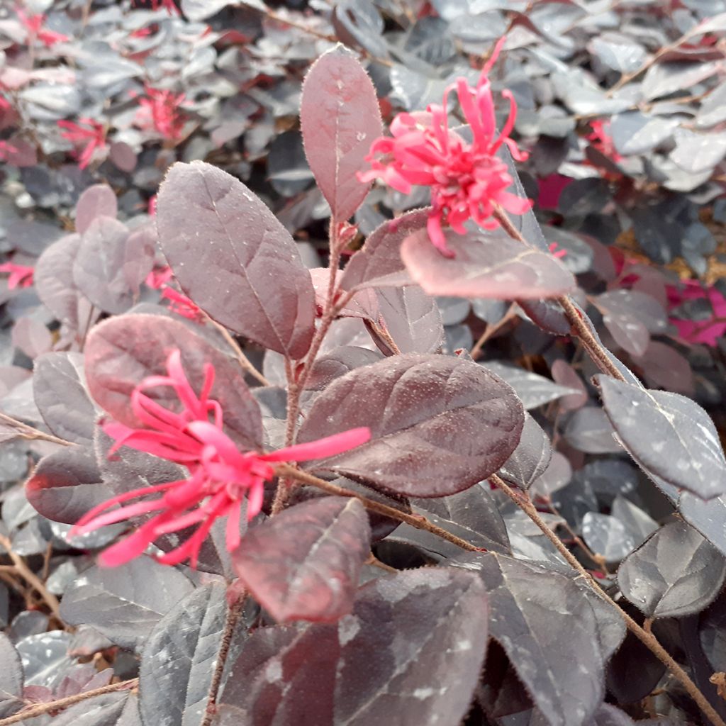 Loropetalum chinense var. rubrum Rouge de la Majorie