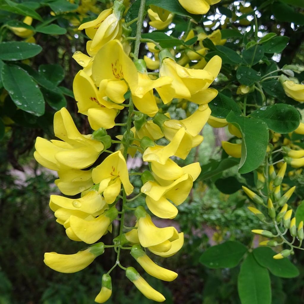 Laburnum alpinum Pendulum - Cytise des Alpes