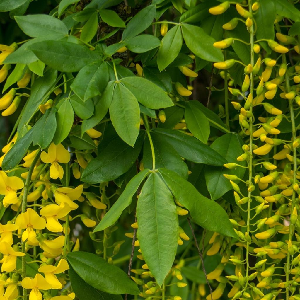 Laburnum alpinum Pendulum - Cytise des Alpes