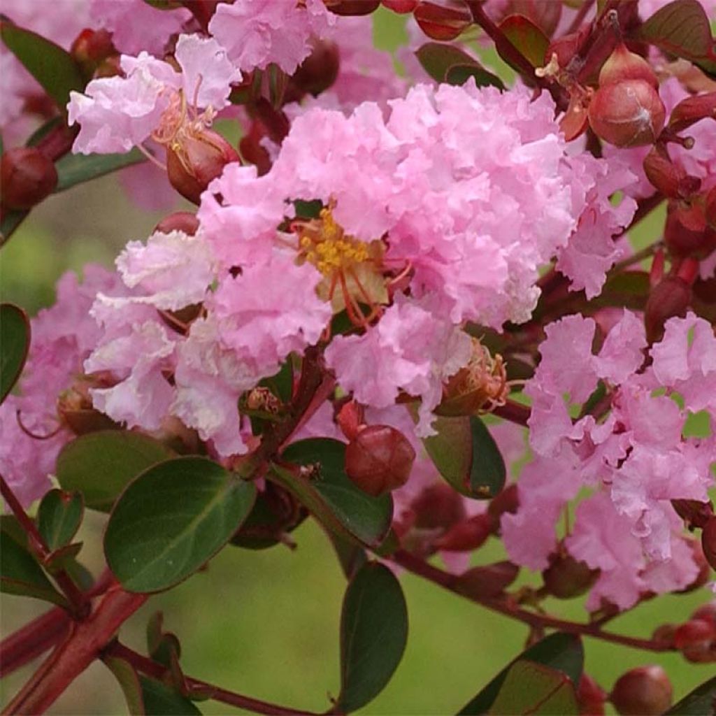 Lagerstroemia indica Berlingot Menthe - Lilas des Indes