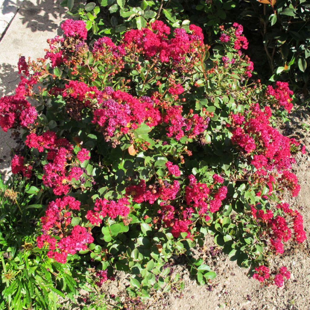 Lagerstroemia Cherry - Mirto crespo