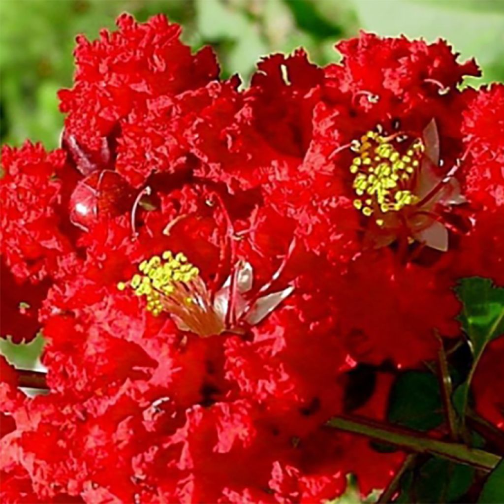 Lagerstroemia Dynamite - Mirto crespo