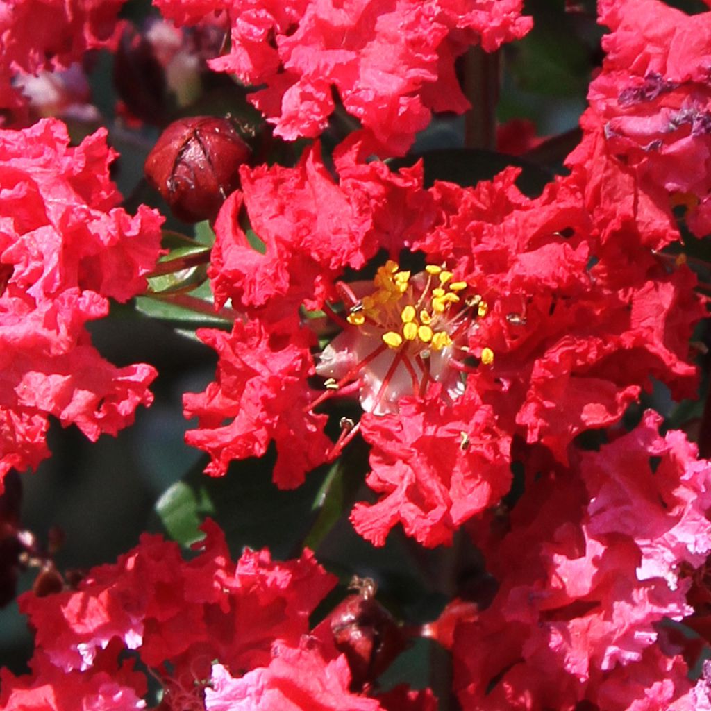 Lagerstroemia Dynamite - Mirto crespo