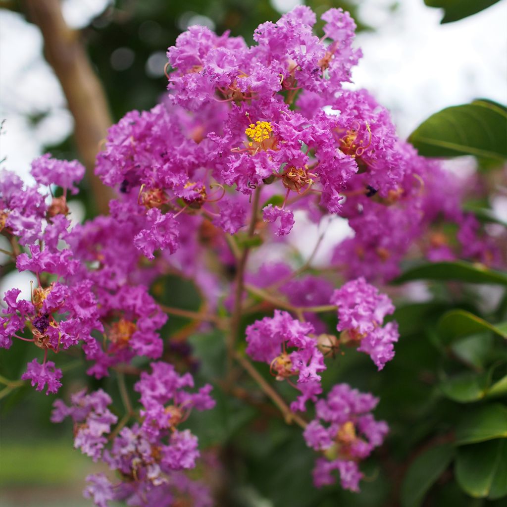 Lagerstroemia Pecharmant - Mirto crespo