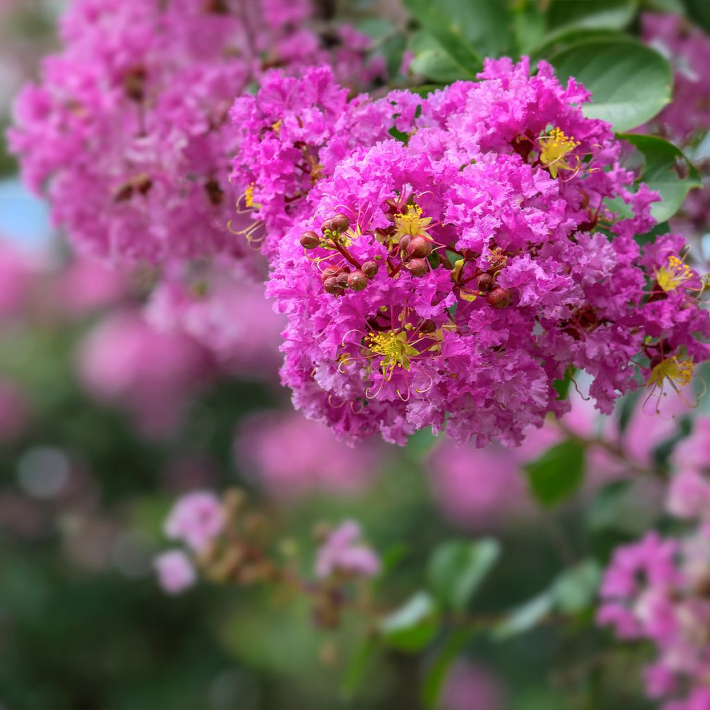 Lagerstroemia Pecharmant - Mirto crespo