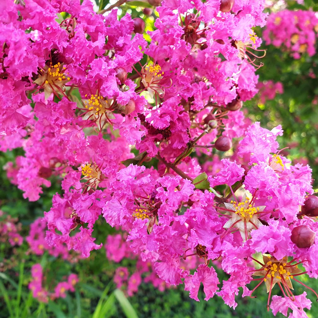 Lagerstroemia Pecharmant - Mirto crespo