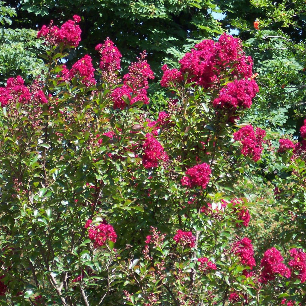 Lagerstroemia Red imperator - Mirto crespo