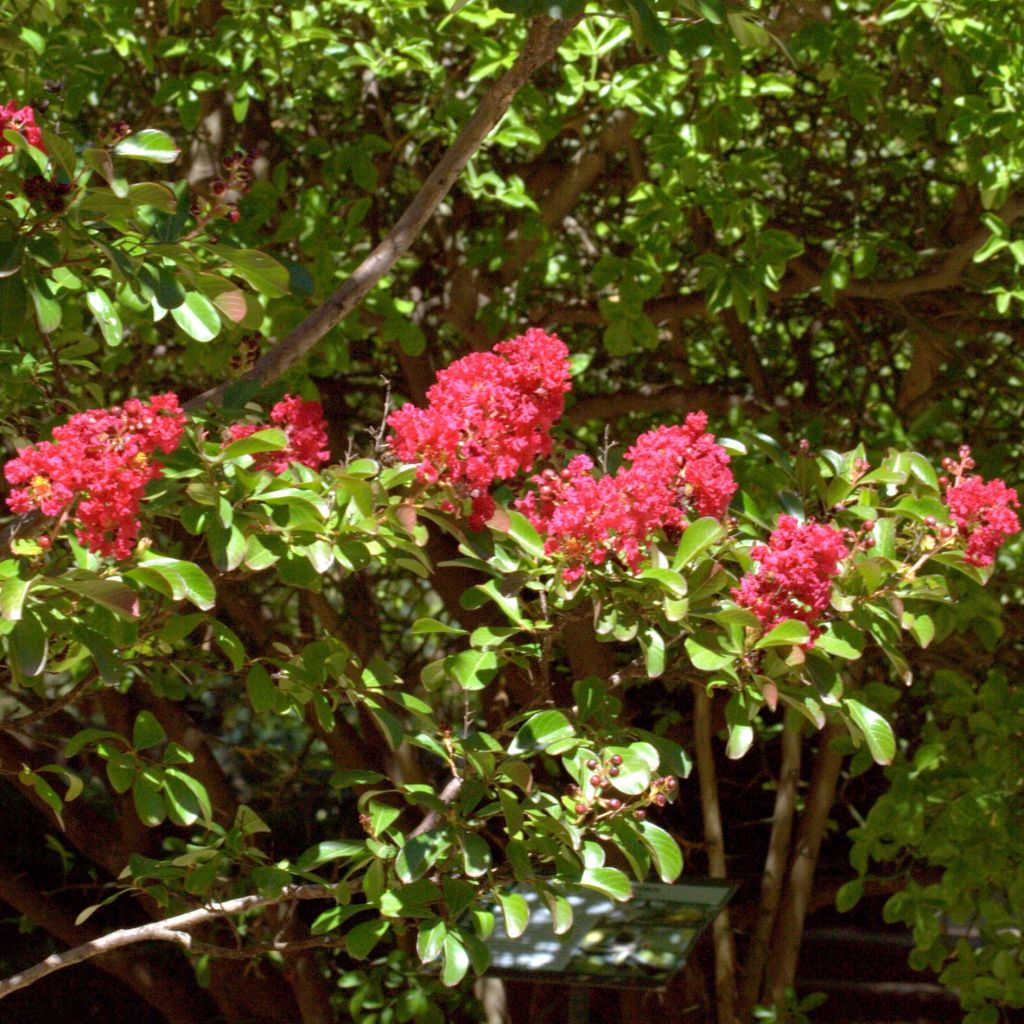 Lagerstroemia Red imperator - Mirto crespo