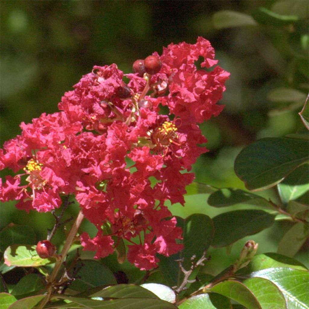 Lagerstroemia Red imperator - Mirto crespo