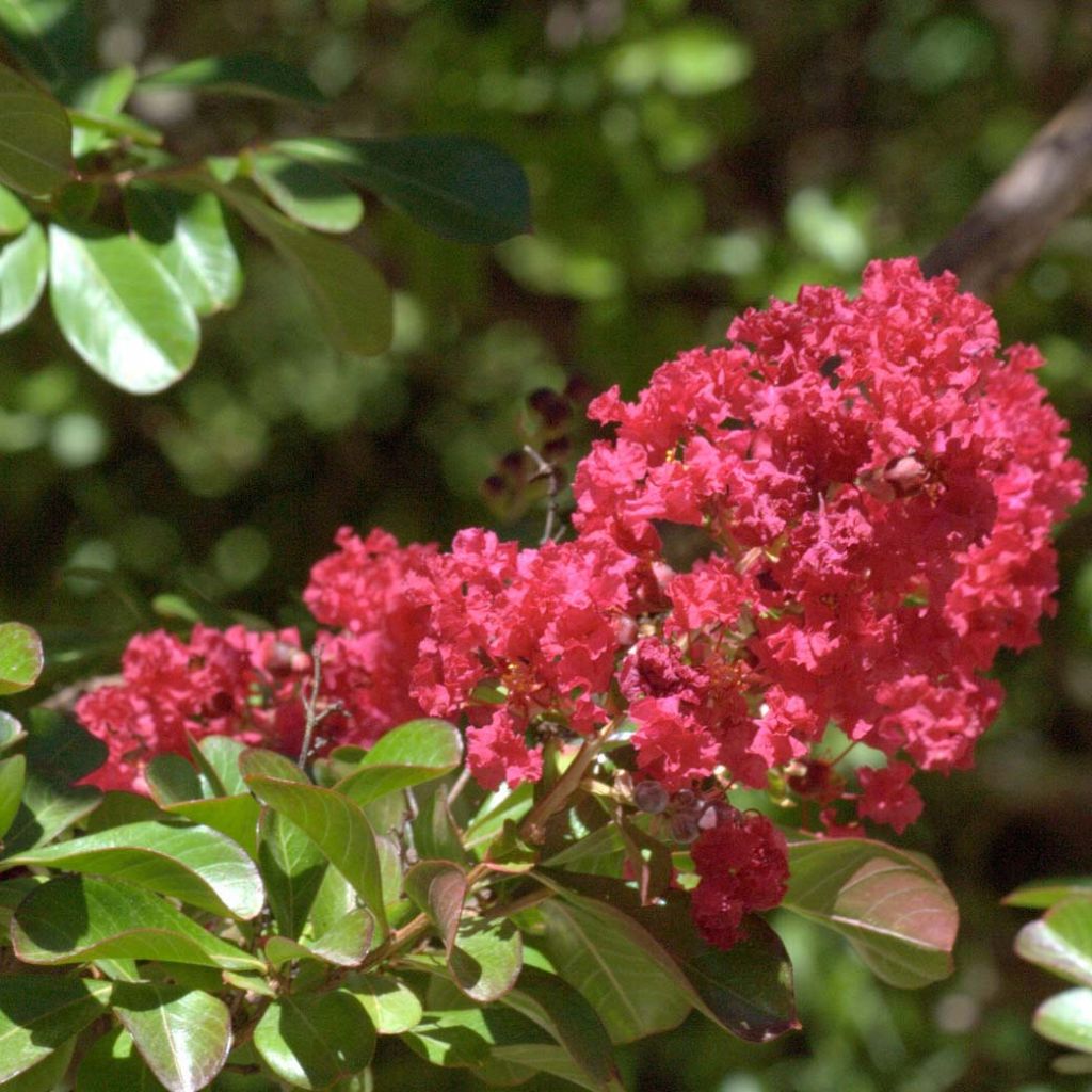 Lagerstroemia Red imperator - Mirto crespo