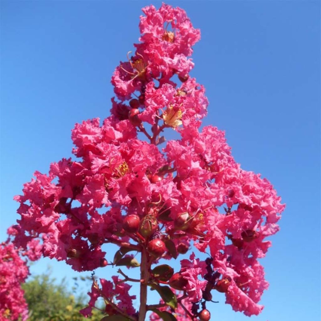 Lagerstroemia indica Souvenir d'André Desmartis - Lilas des Indes	