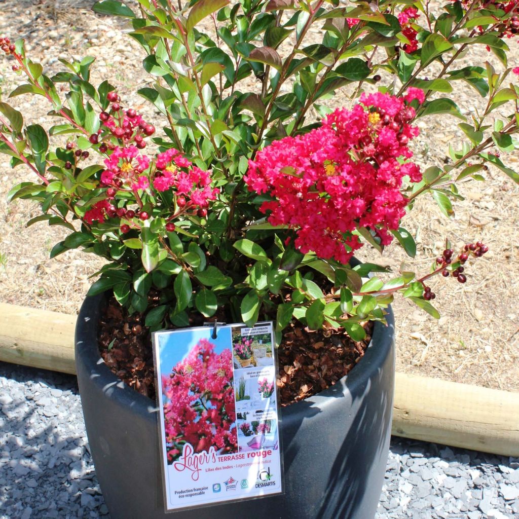 Lagerstroemia Terrasse Rouge - Mirto crespo