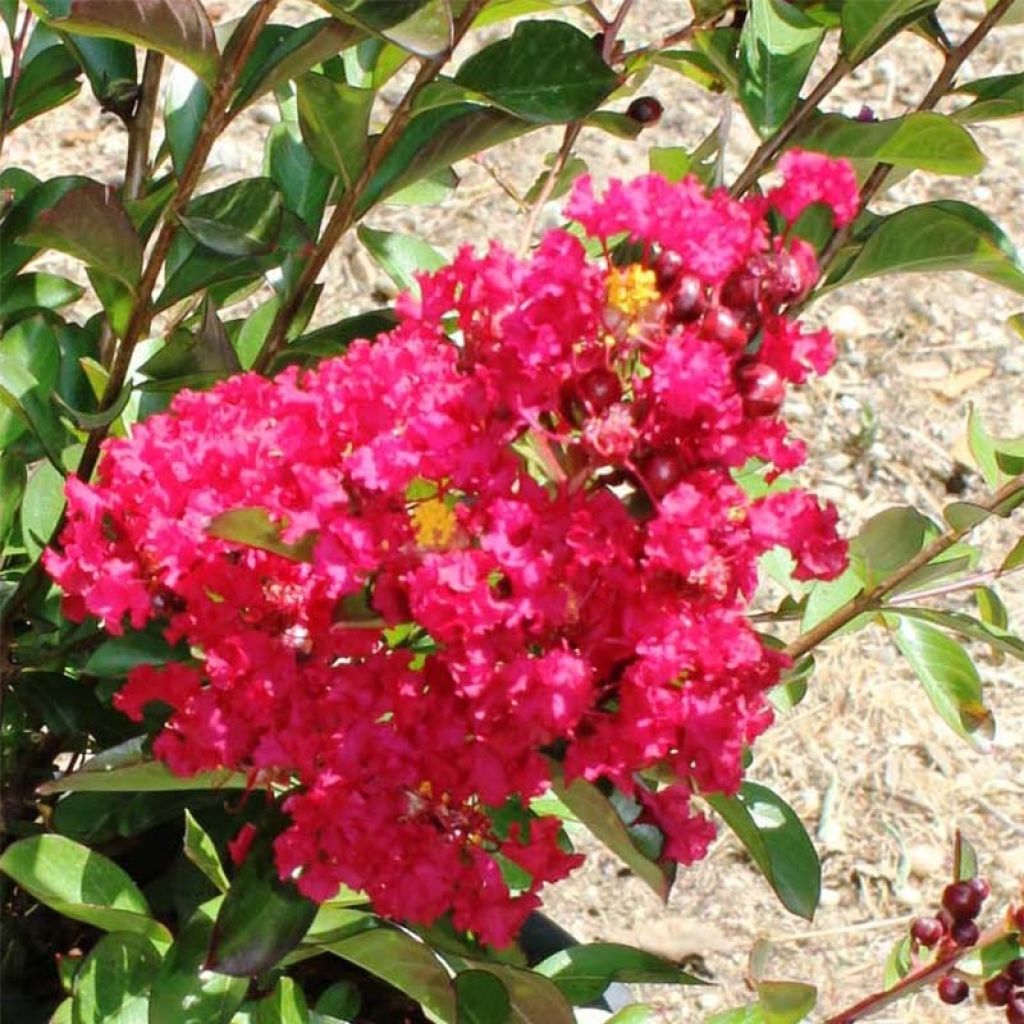 Lagerstroemia Terrasse Rouge - Mirto crespo