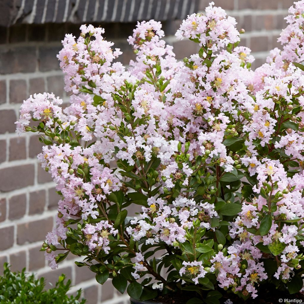 Lilas des Indes - Lagerstroemia indica Babe With Love